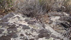 Acanthodactylus erythrurus