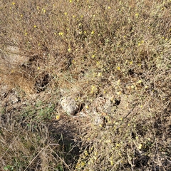 Hemizonia congesta lutescens