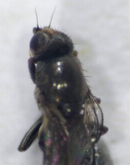 Oscinellinae