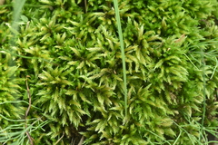 Climacium dendroides