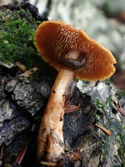 Hydnum umbilicatum
