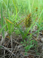 Carex macrocephala