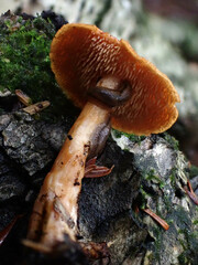 Hydnum umbilicatum