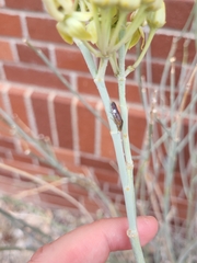 Homalodisca liturata