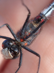 Arrenurus