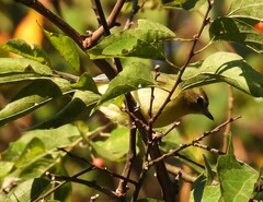 Vireo philadelphicus