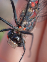 Arrenurus