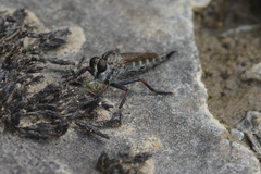 Neomochtherus willistoni