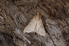 Maradana fuscolimbalis