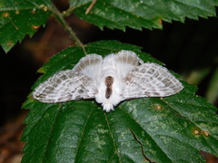 Tolype distincta