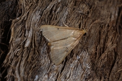 Maradana fuscolimbalis