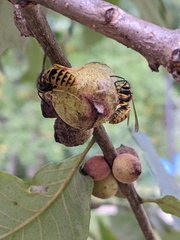 Disholcaspis quercusmamma
