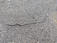 Pantherophis alleghaniensis