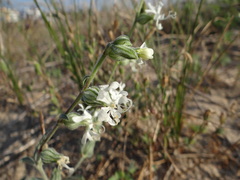 Silene dichotoma