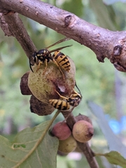 Disholcaspis quercusmamma