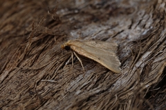 Maradana fuscolimbalis