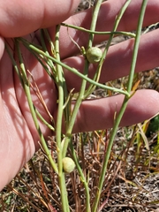 Antistrophus pisum