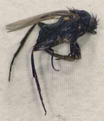 Phorinae