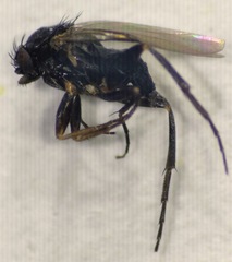 Phorinae