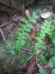 Polystichum munitum