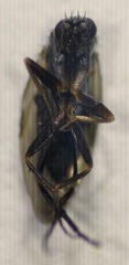 Phorinae