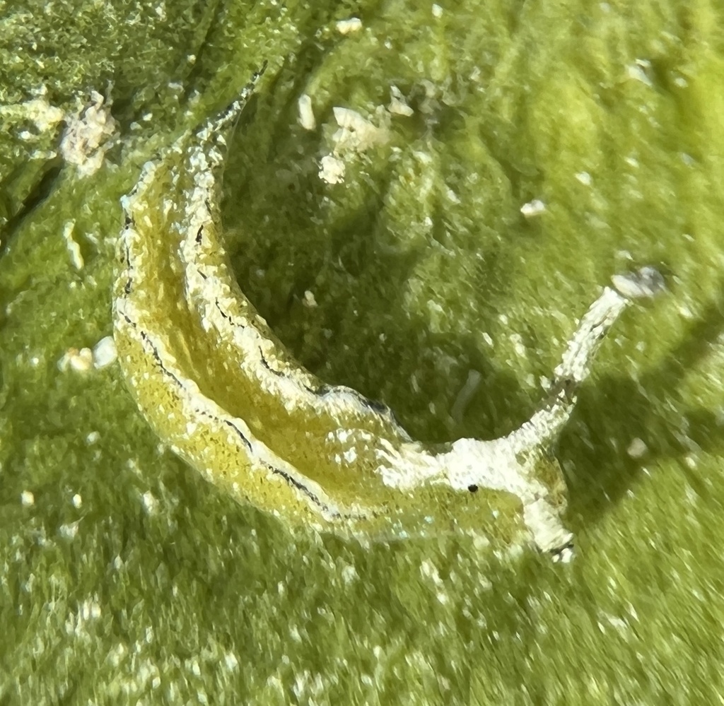Zuleica's Elysia