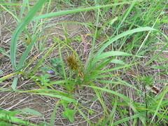 Carex macrocephala