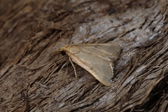 Maradana fuscolimbalis