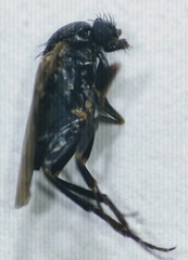 Phorinae