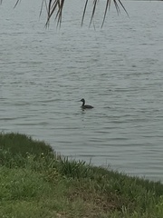 Podiceps major