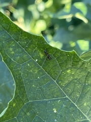 Synemosyna formica
