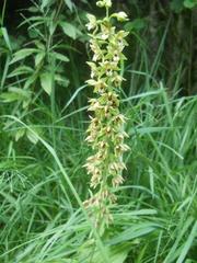 Epipactis