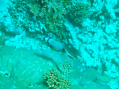 Arothron nigropunctatus