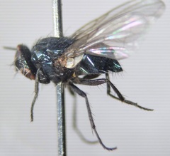 Neomyia