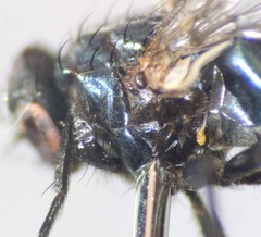 Neomyia