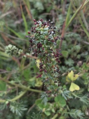 Acaena pinnatifida