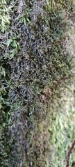 Frullania tamarisci