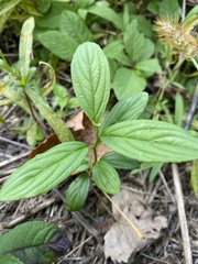 Rhamnaceae