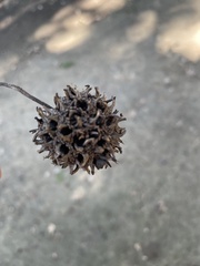 Liquidambar