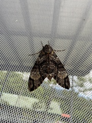 Psilogramma menephron