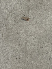 Tachystola hemisema