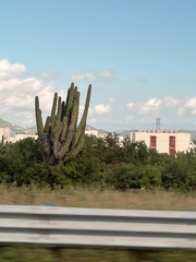 Pachycereus pringlei