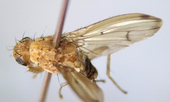 Heleomyzidae