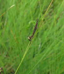 Carex meyeriana