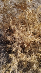 Centaurea calcitrapa