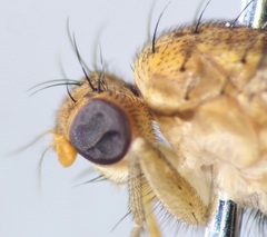 Heleomyzidae