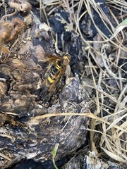 Eriotremex formosanus