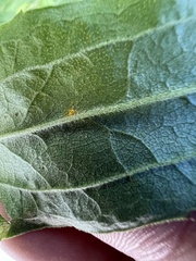 Coleosporium solidaginis