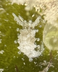 Okenia zoobotryon