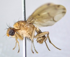 Heleomyzidae